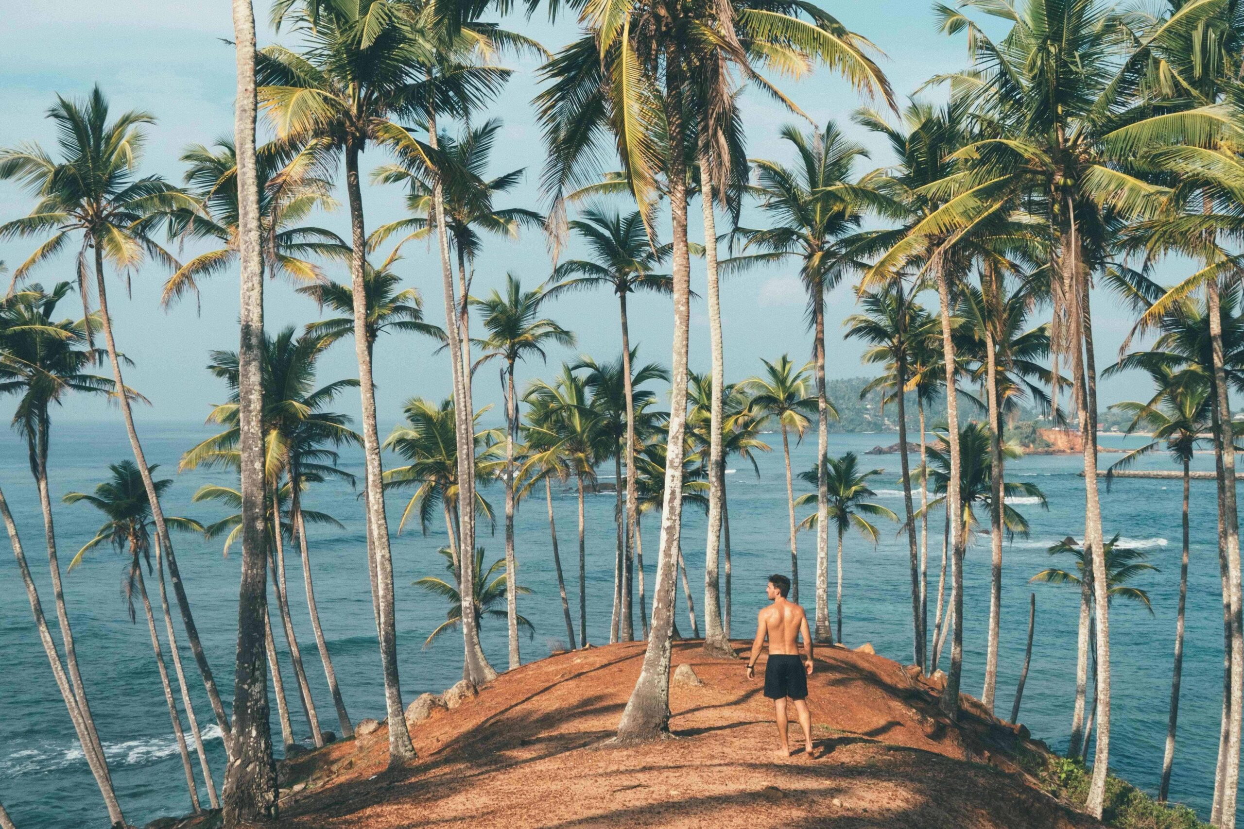 coconut tree hills
