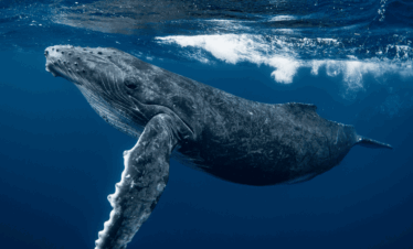 whale watching