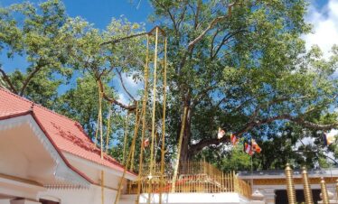 Jaya Sri Maha Bodhi