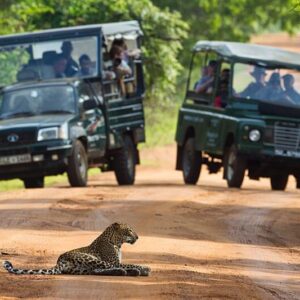 wilpattu safari