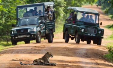 wilpattu safari