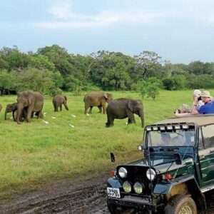 minneriya_national_park